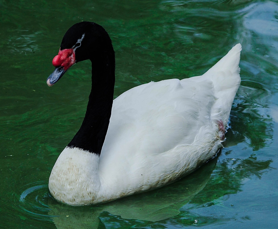 South american swan waterfowl bird