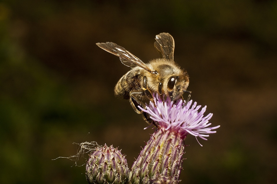 Flower nectar collect