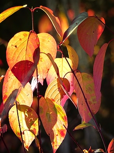 Yellow leaves tree photo
