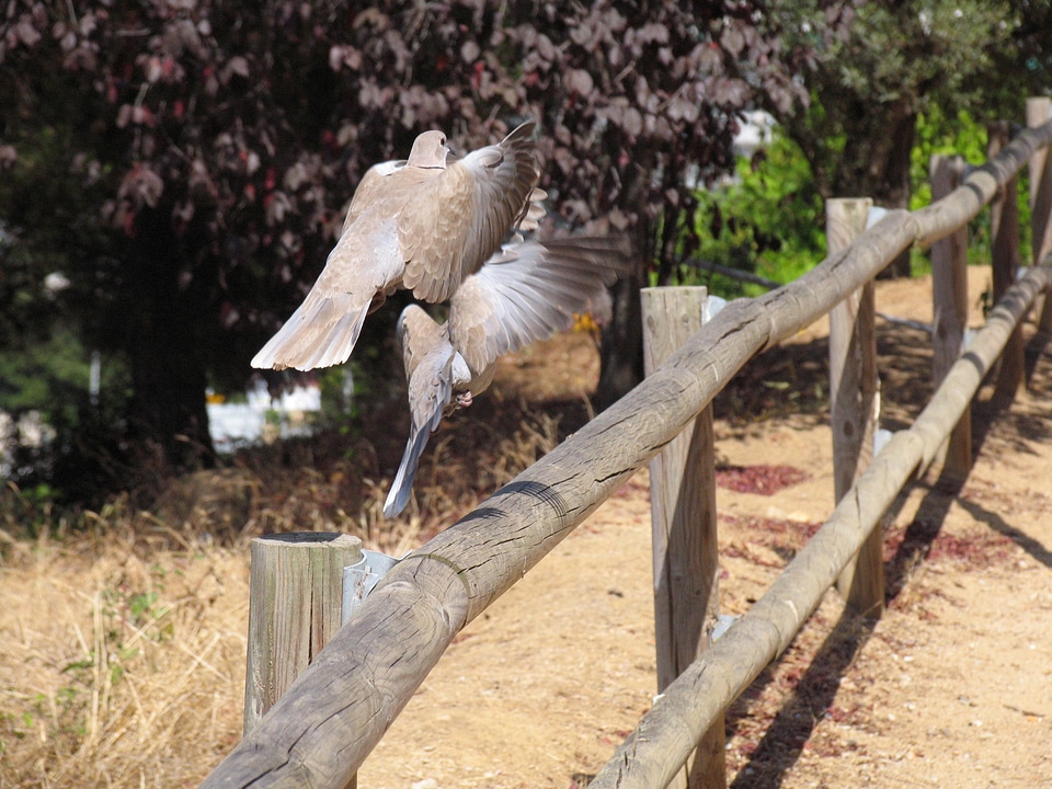 Wild pigeons pigeon and dove take off