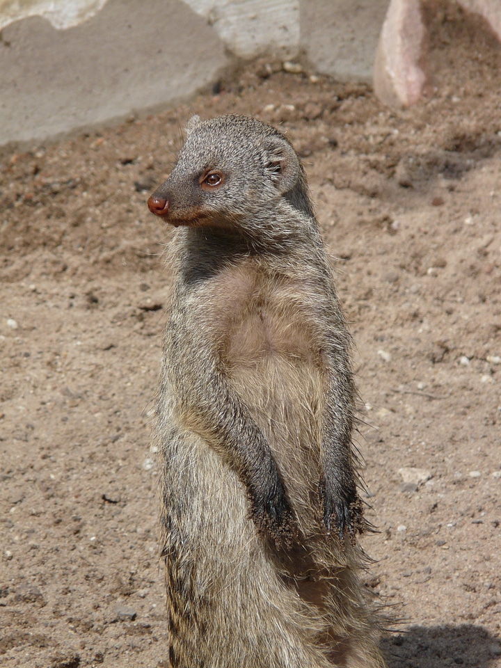 Animal creature cheeky
