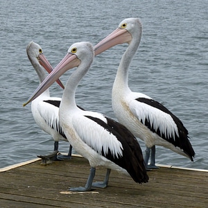 Pelecanus conspicillatus australia nature
