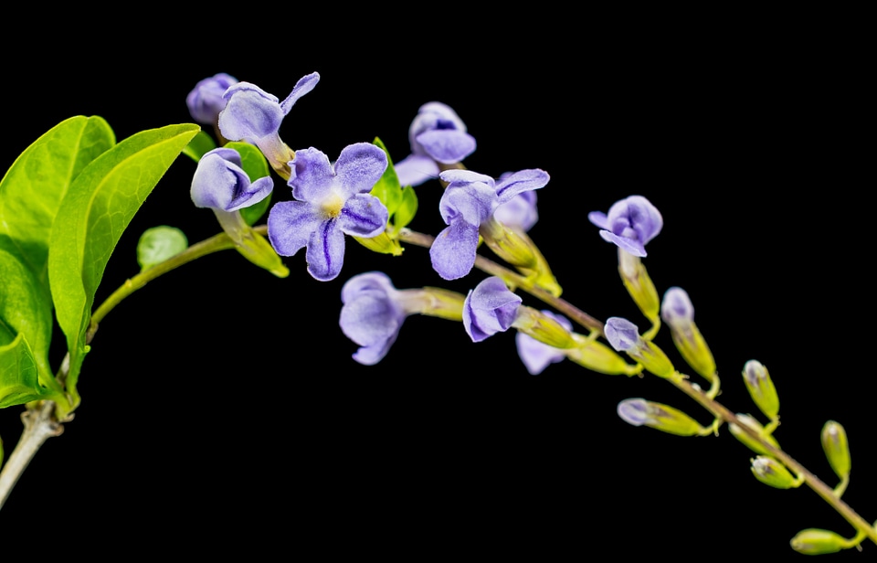 Blossom bloom close up