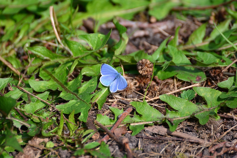 Insect color nature