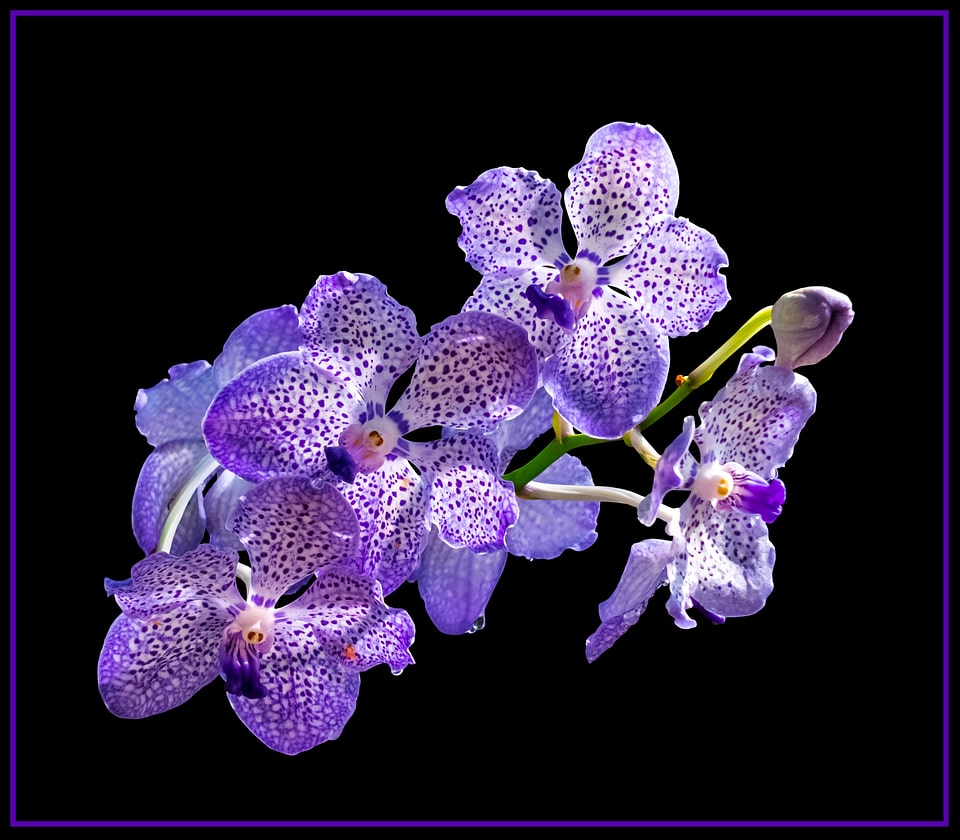 Flower purple white close up