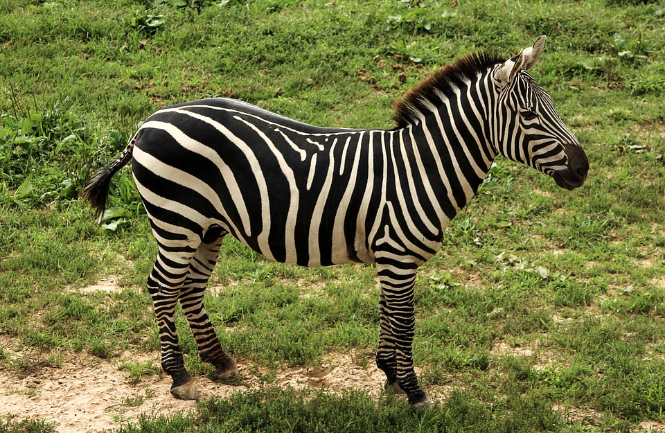 Plains zebra serengeti-mara zebra animal