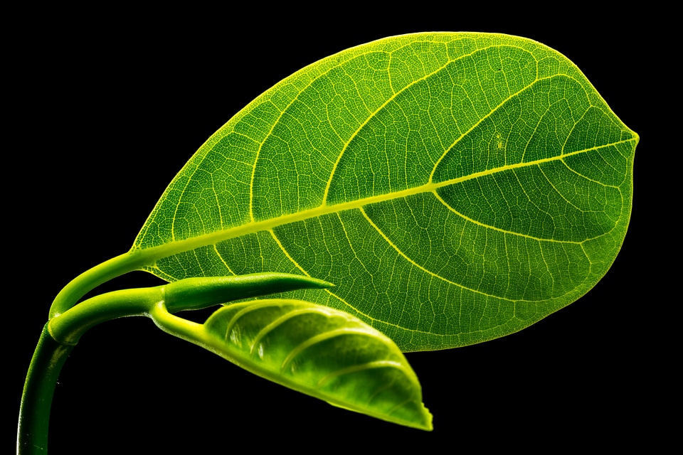 Leaves jack fruit leaf green