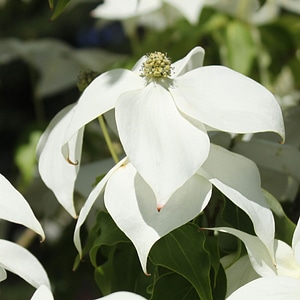 Ornamental tree white blossoms white photo