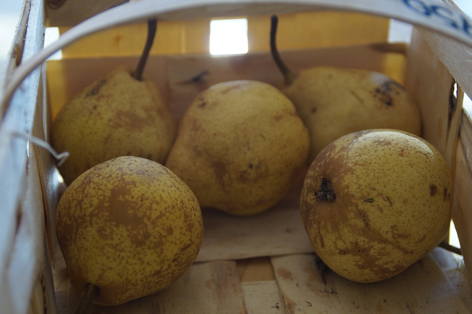 Fruit basket picked harvest