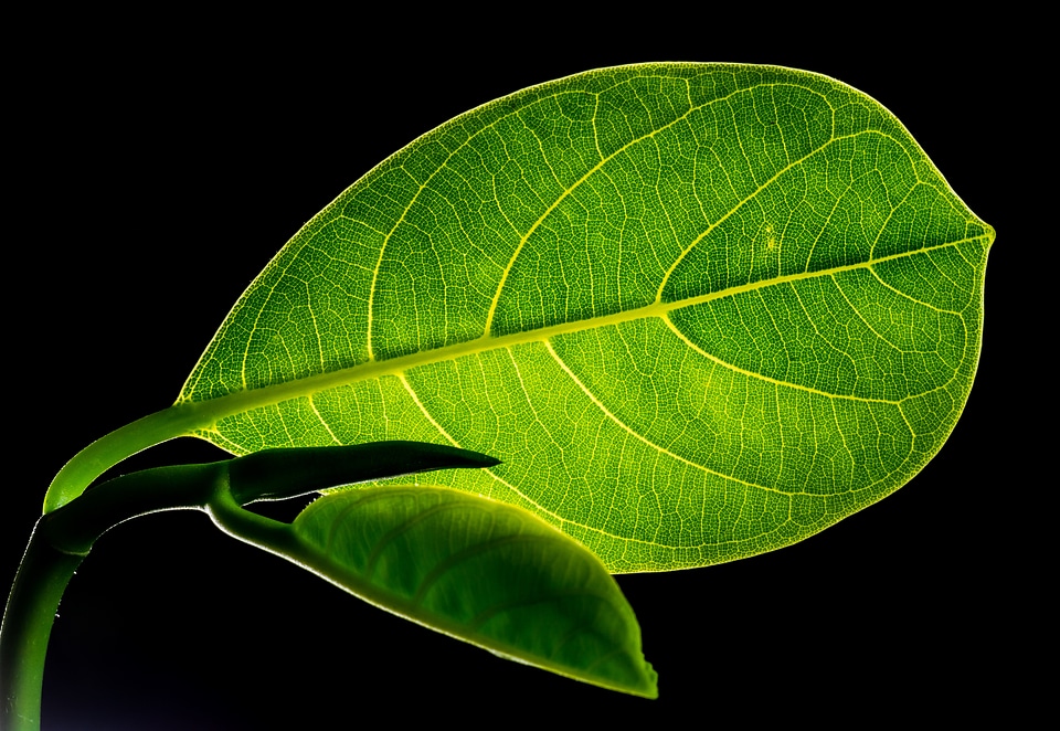 Leaves jack fruit leaf green