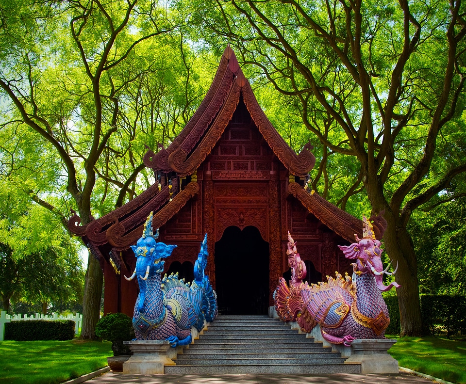 Dragon forest trees