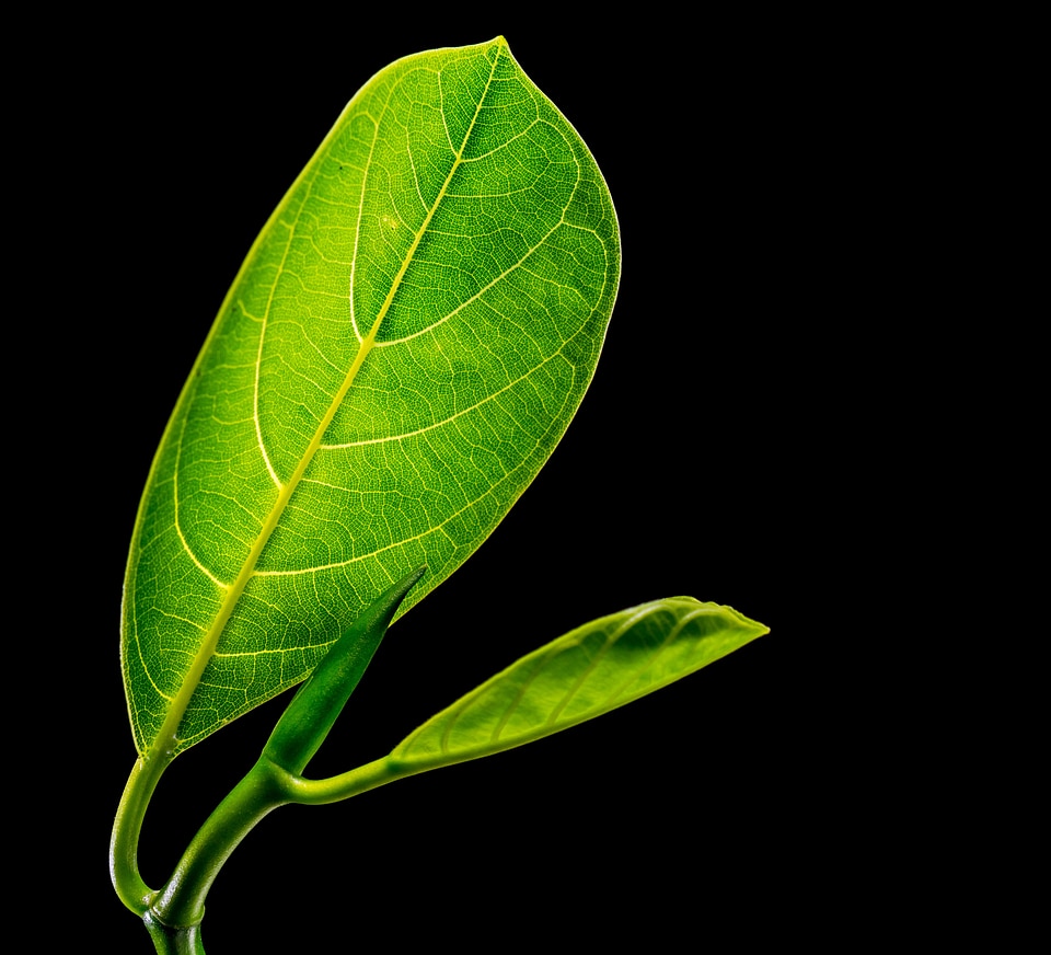 Leaves jack fruit leaf green