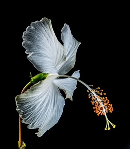Flower white marshmallow