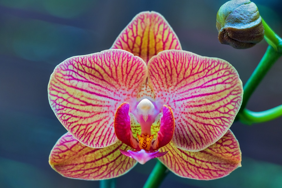 Lepkeorchidea flower plant