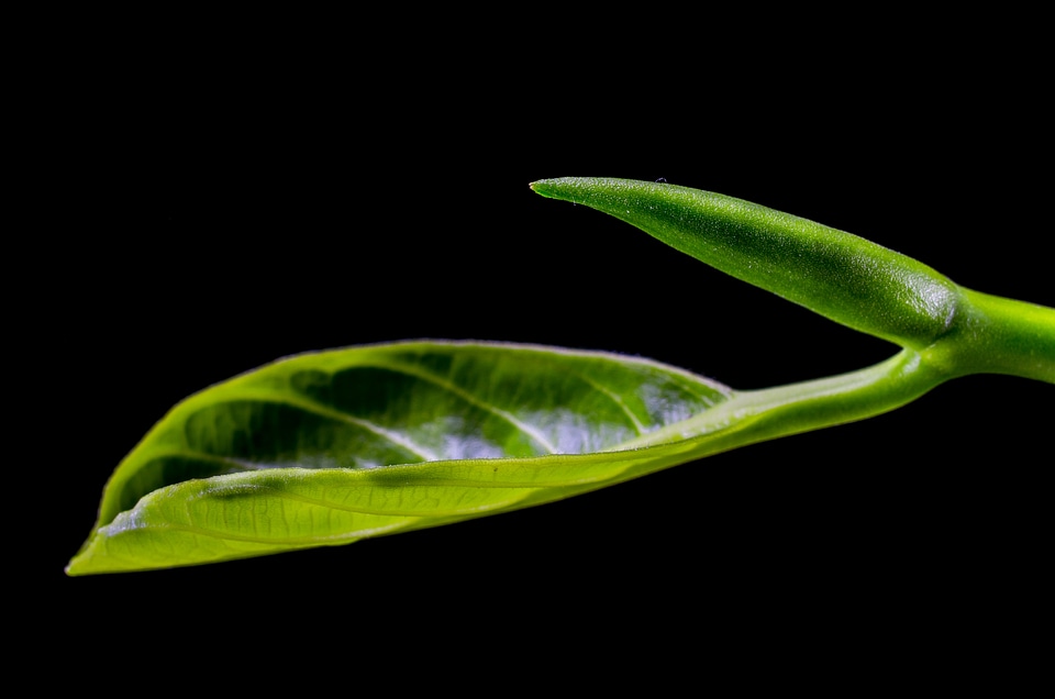 Leaves jack fruit leaf green