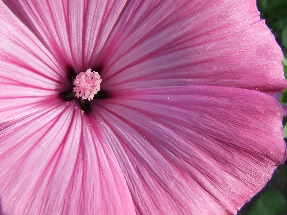 Bloom pink flower summer flower