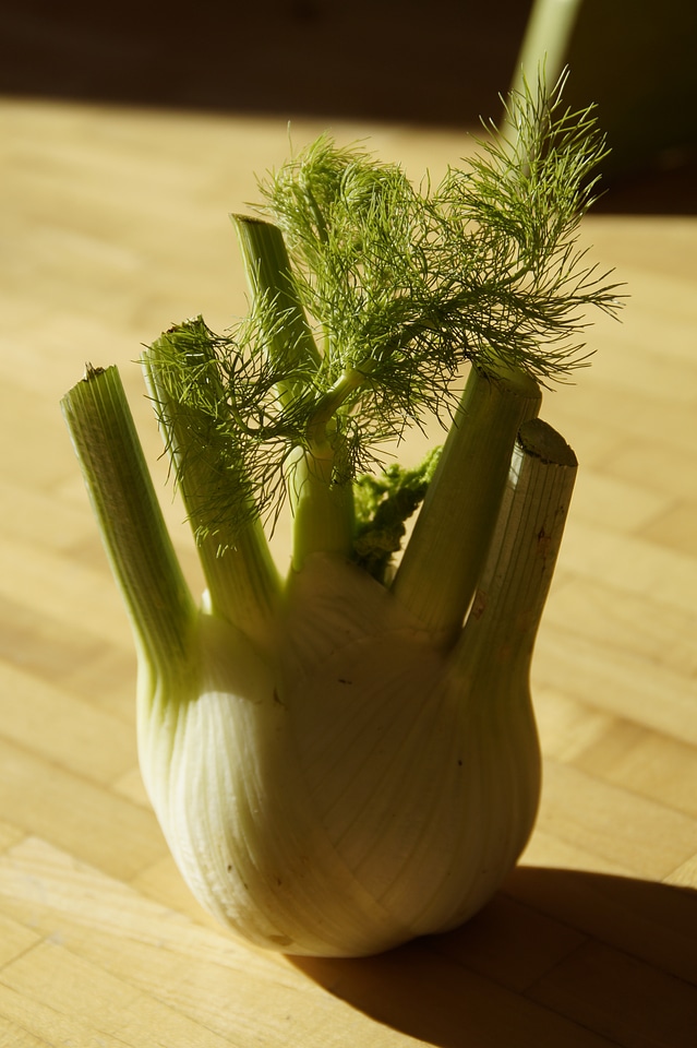 Tuber fennel bulb food