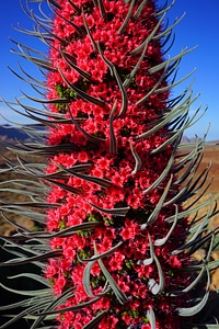 Bloom flower red photo