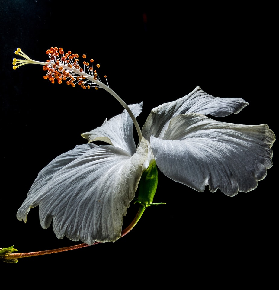 Flower white marshmallow