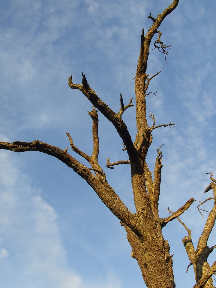 Waldsterben wood environmental protection