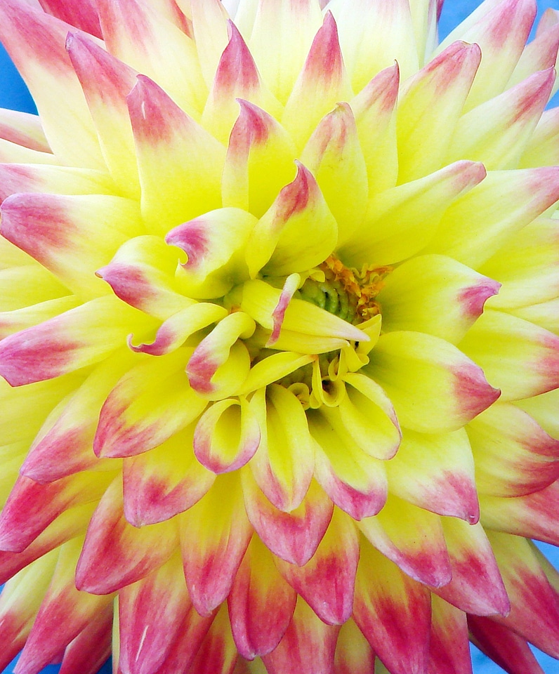 Spring blossom floral