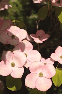 Ornamental tree pink blossoms pink photo