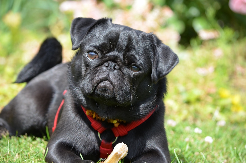 Lap dog purebred dog cute