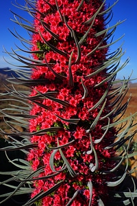 Flower red echium wildpretii photo