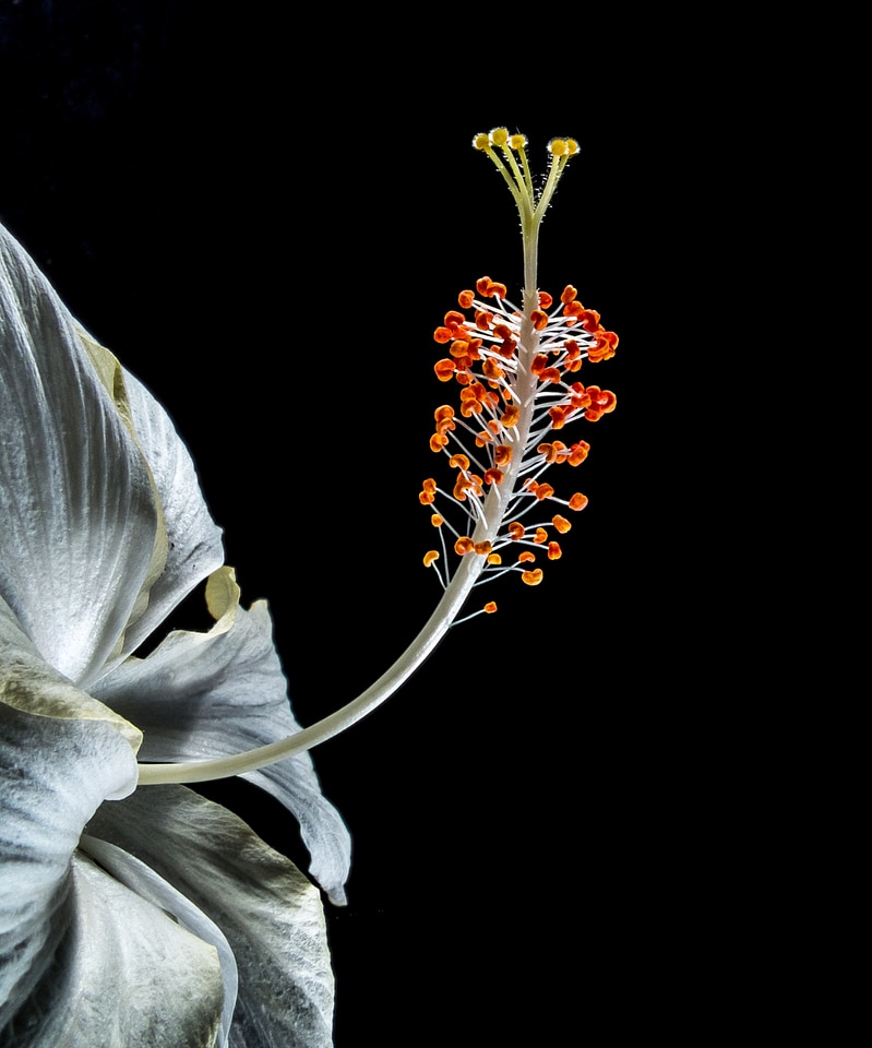 Flower white marshmallow