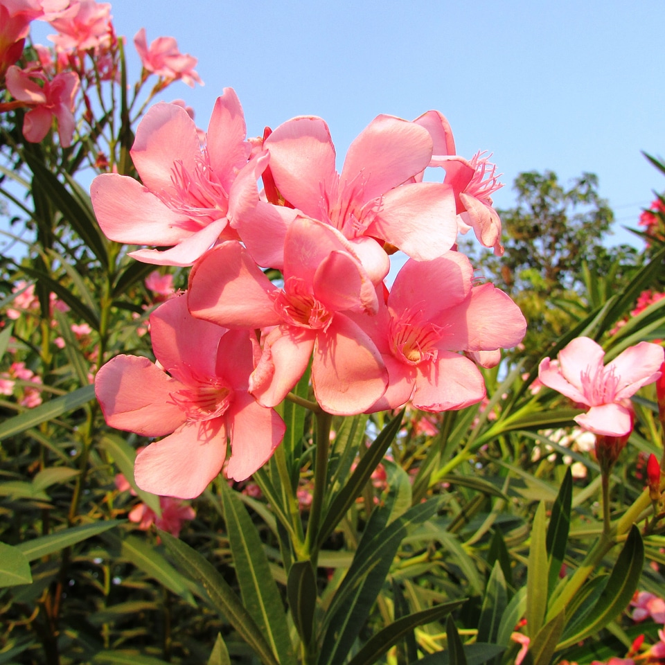 India floral plants
