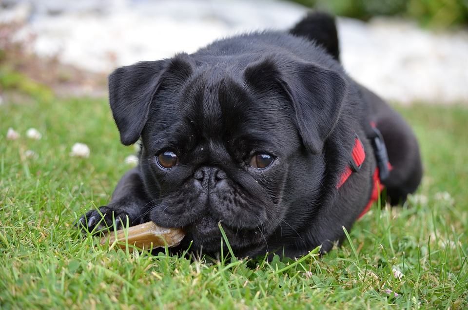 Purebred dog cute black