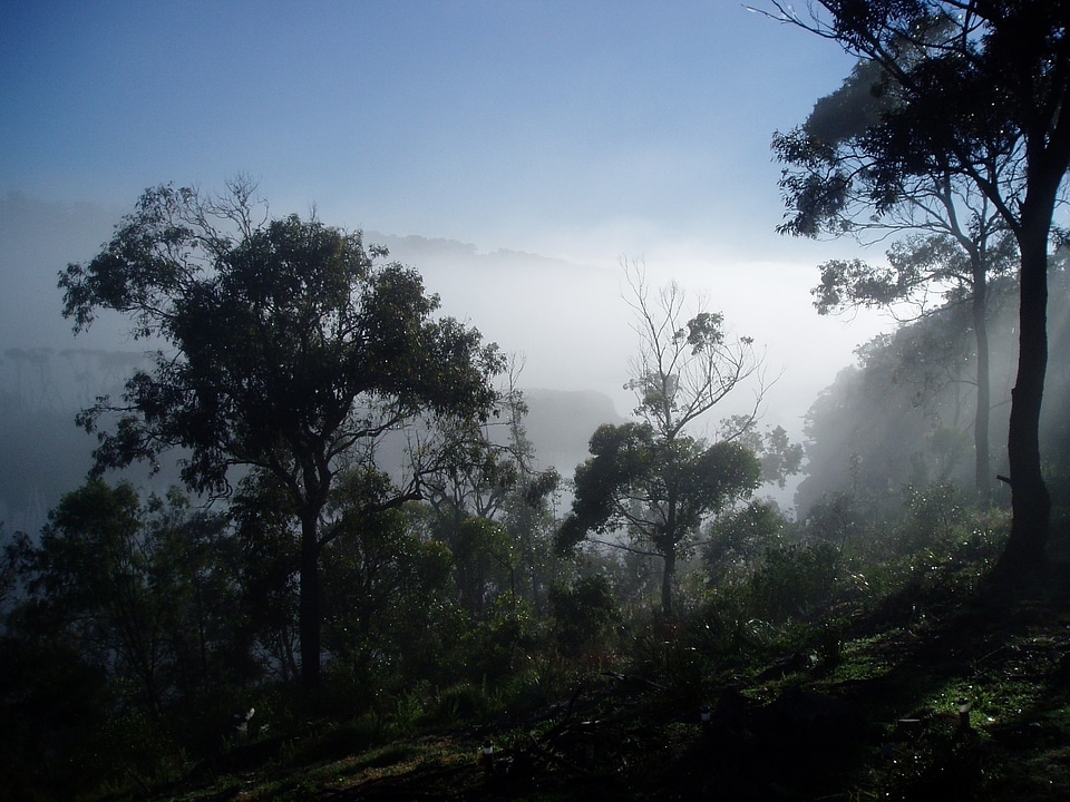 Forest woods scenic