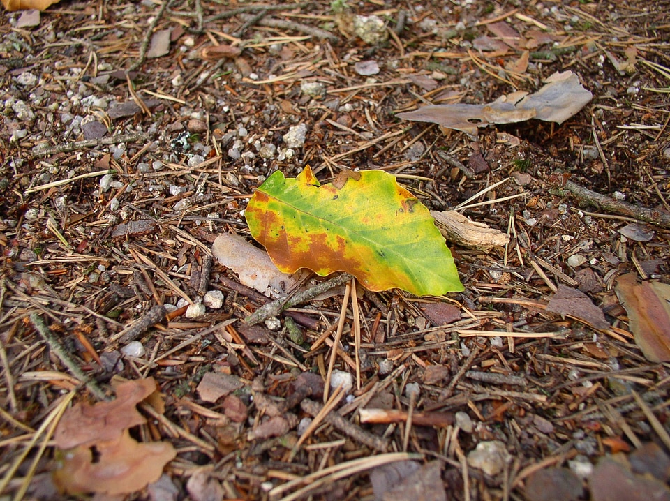 Foliage nature detail