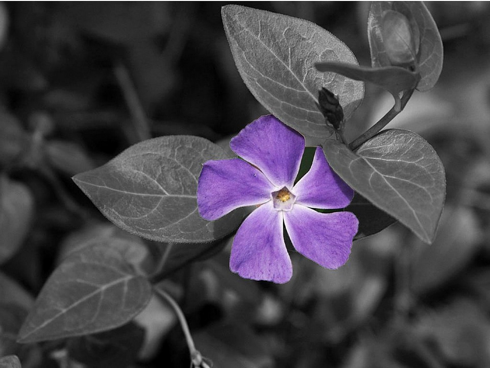 Floral plant natural