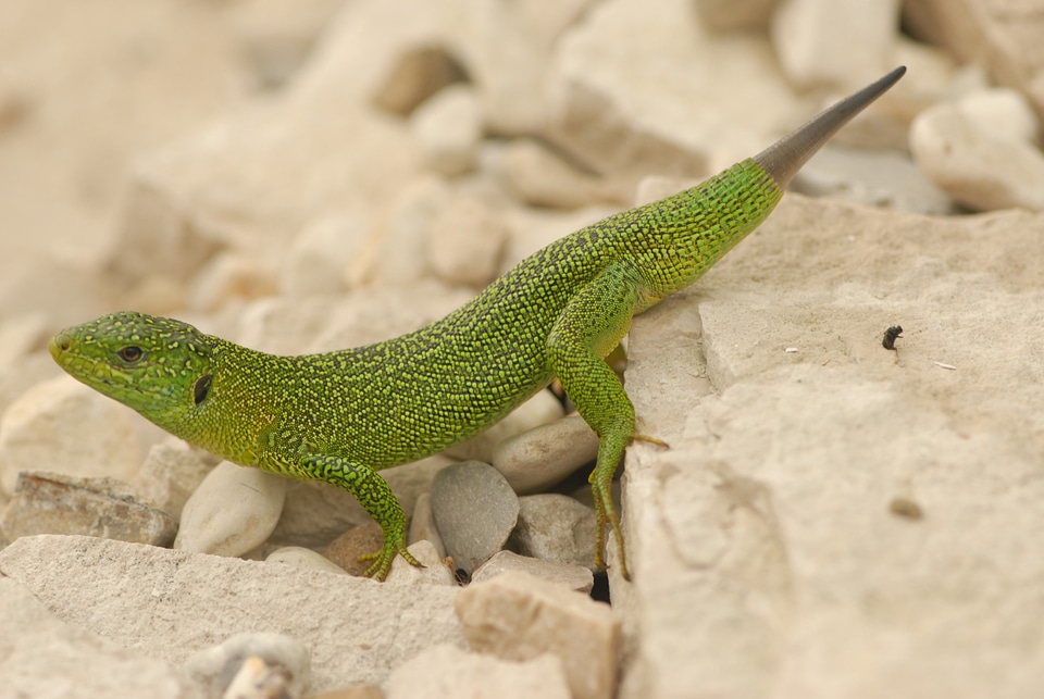 Reptiles crawls crawling
