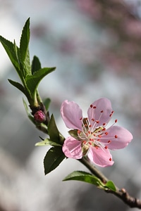 Spring branch pink