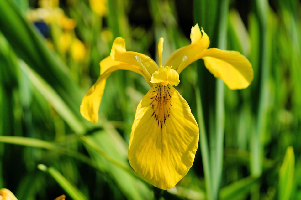 Bloom swamp iris yellow photo