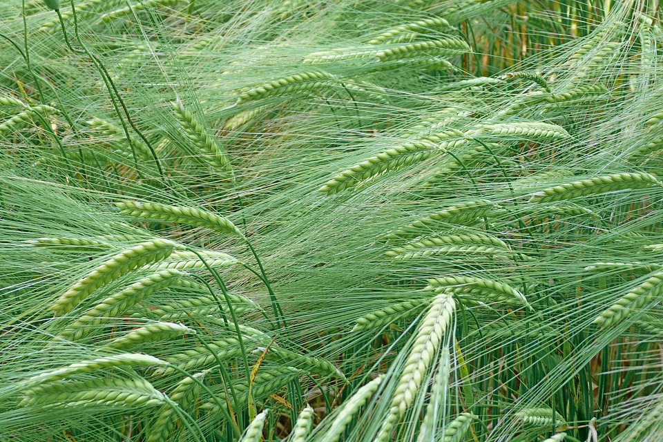 Spikes nature rural