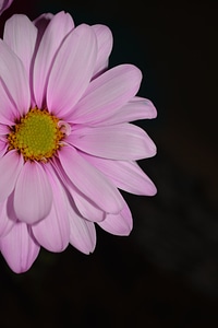 Natural blossom bloom