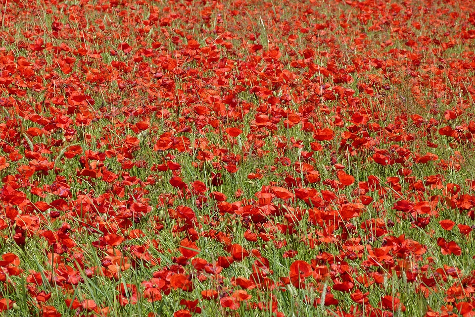 Fields field red