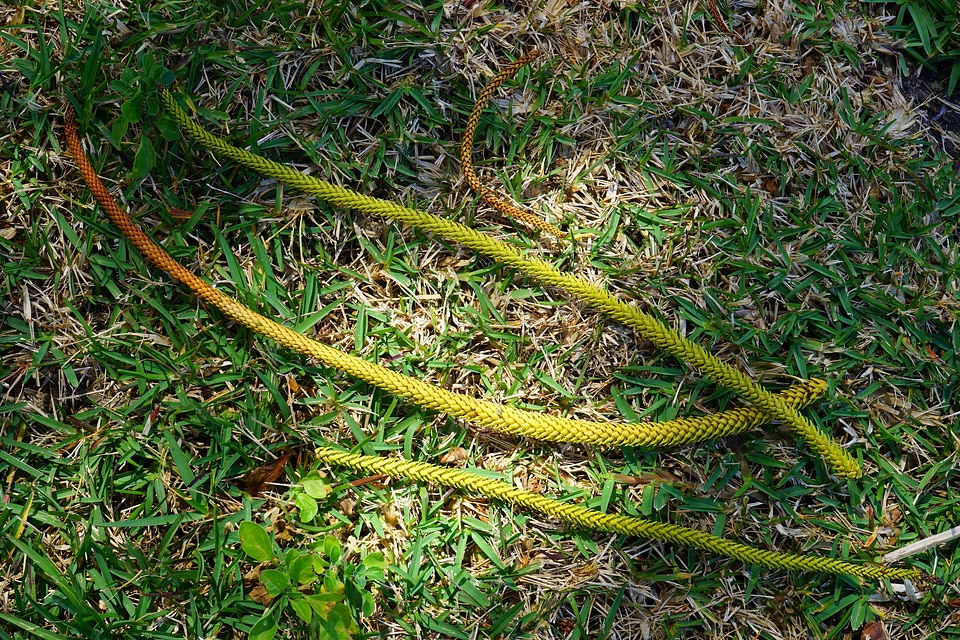 Branches long oblong