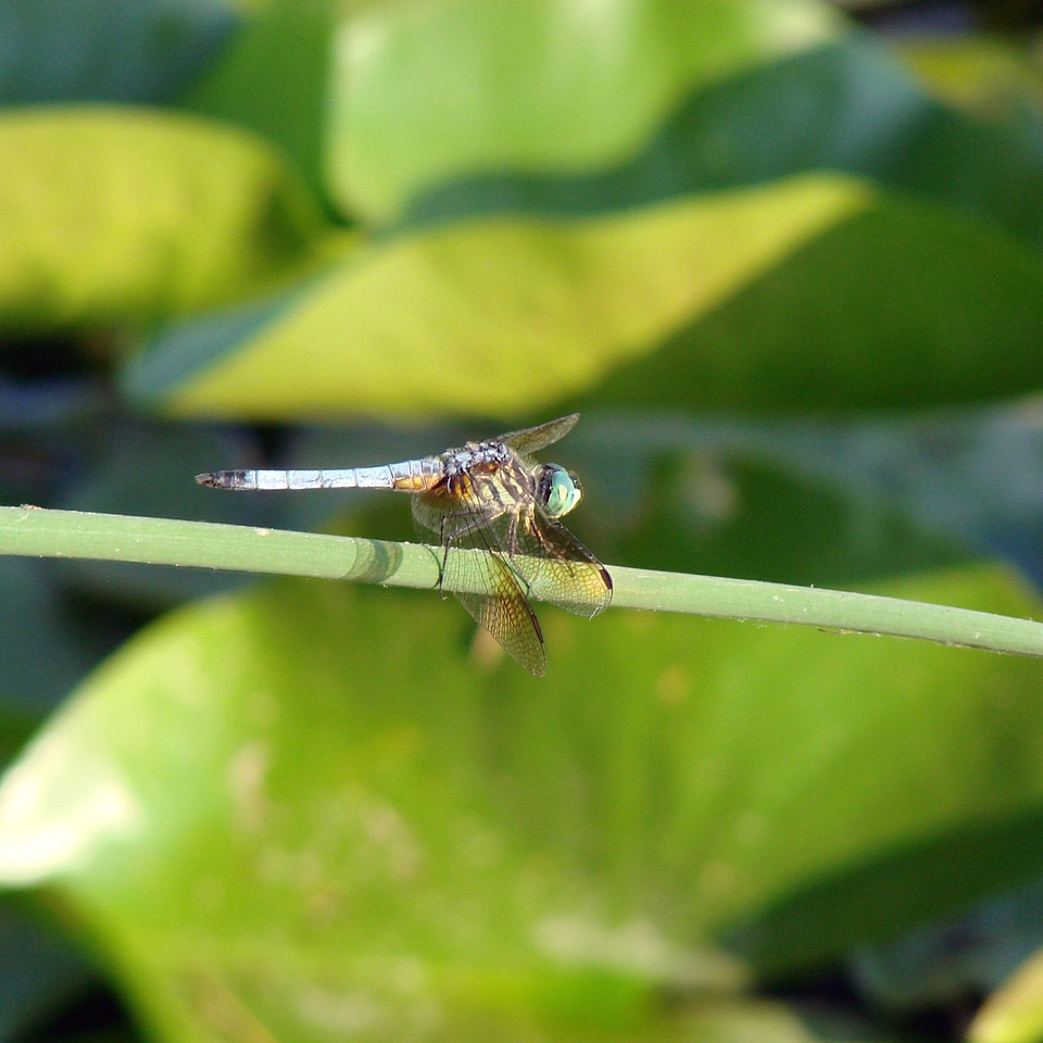 Bug fly wings