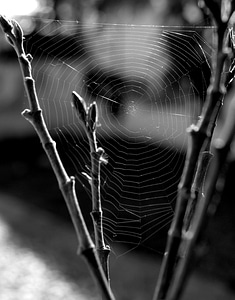 Insect trap cobweb photo