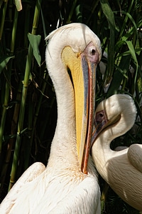 Birds animal portrait bill