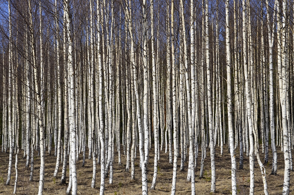 Birch trees birch tree