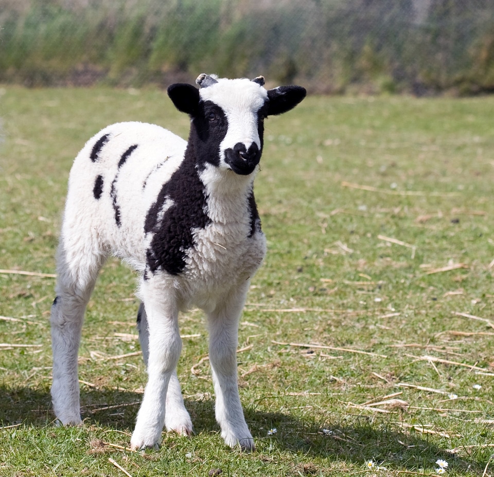 Animal cute close-up