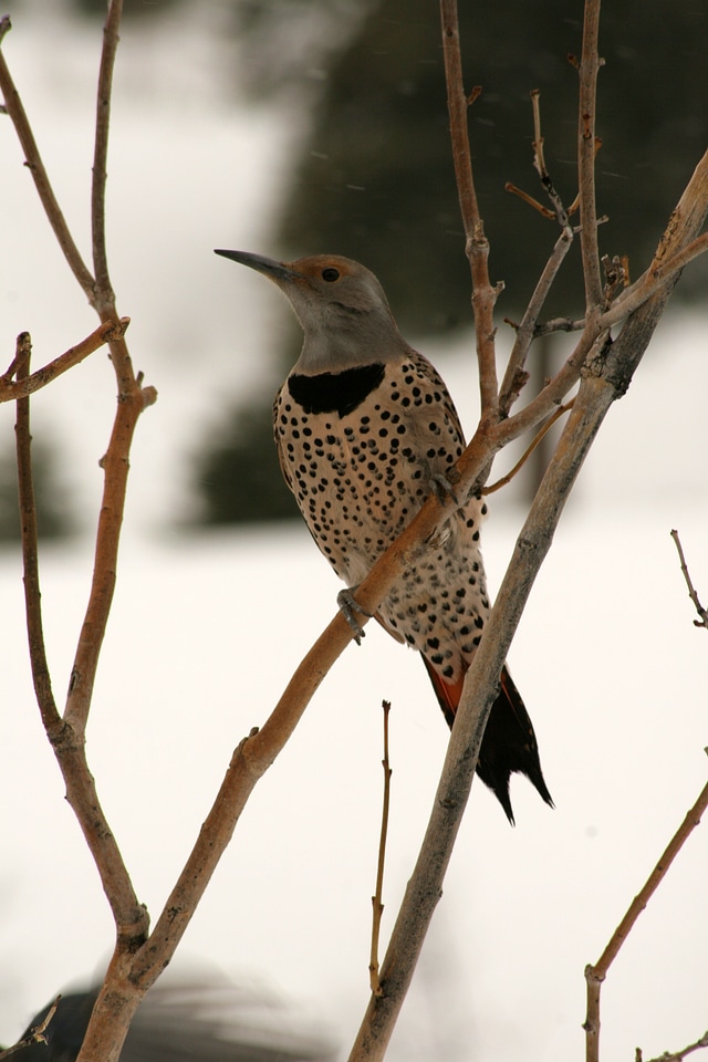 Wildlife avian ornithology