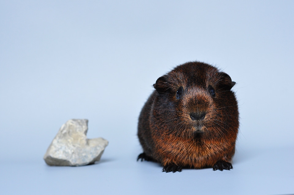 Pet small animals rodent