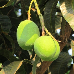 India fruit juicy photo