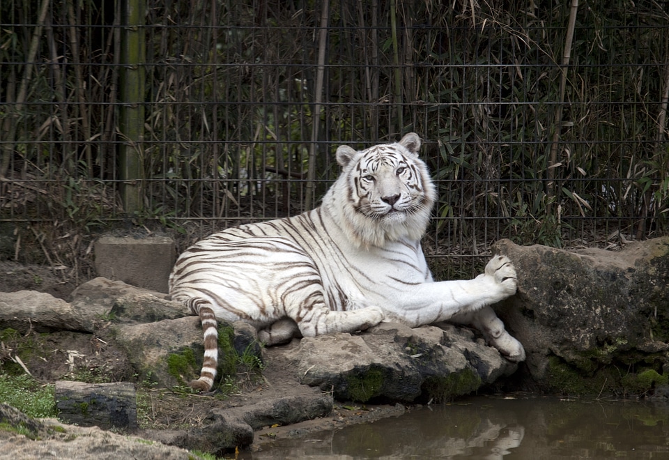 Cat wildlife predator